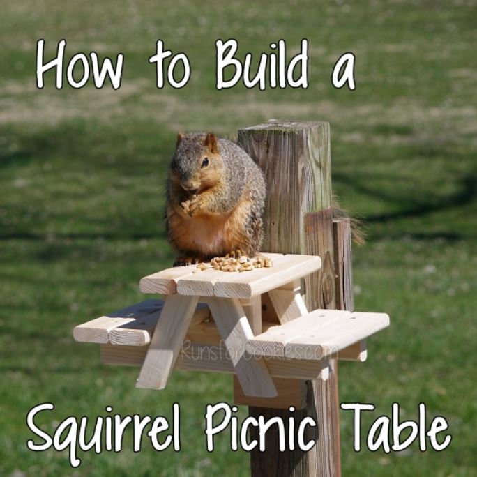 squirrel picnic table