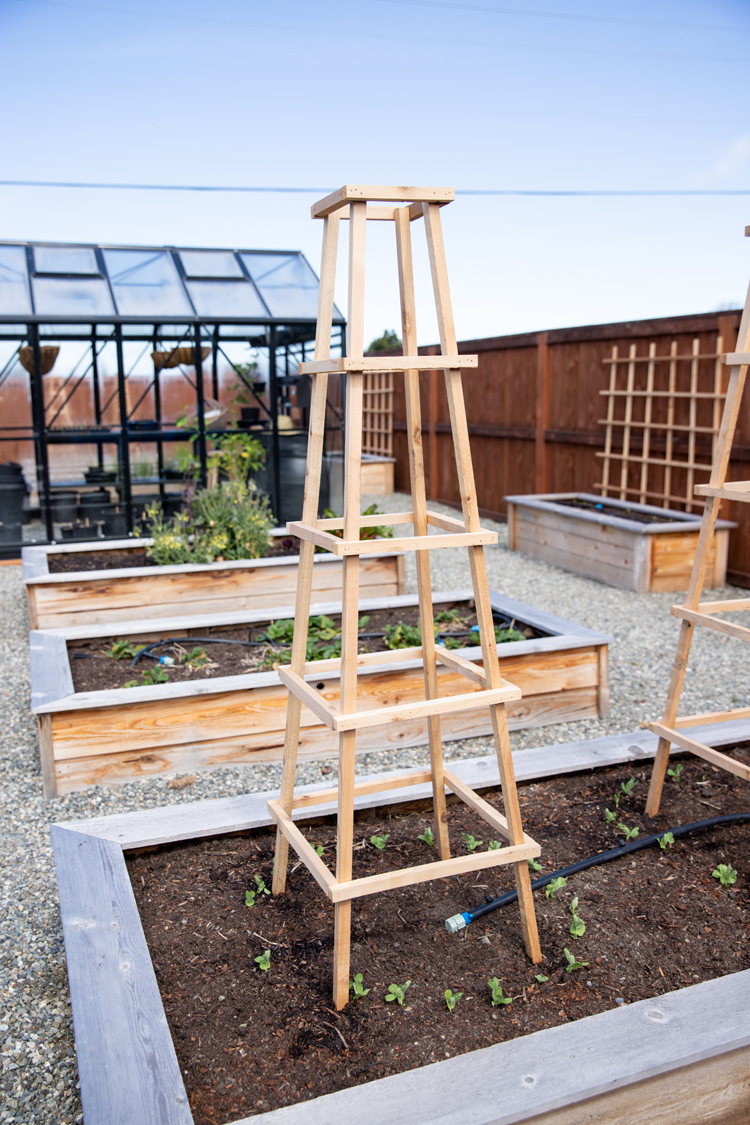 diy garden trellis