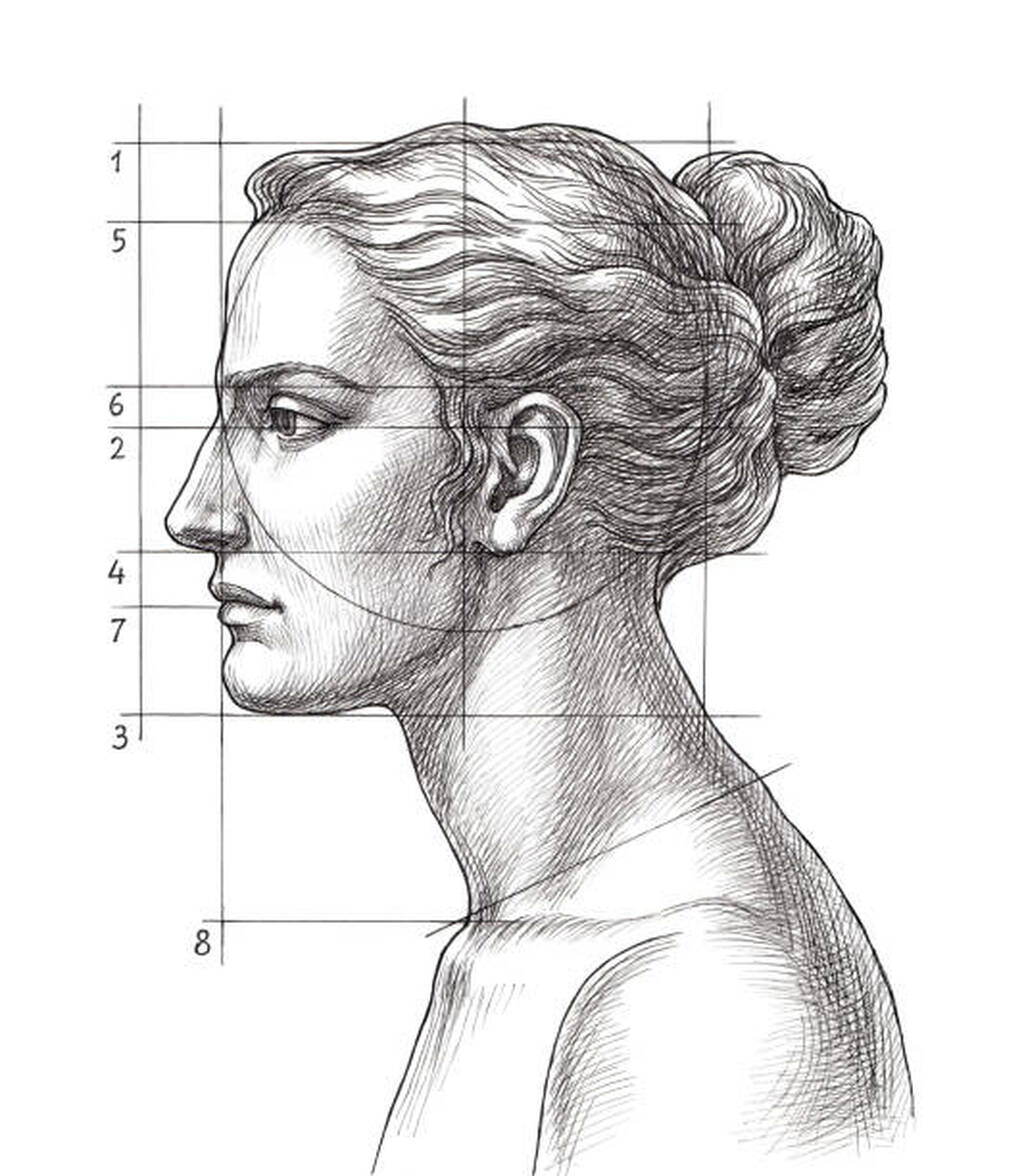  sketch showing face proportion guidelines