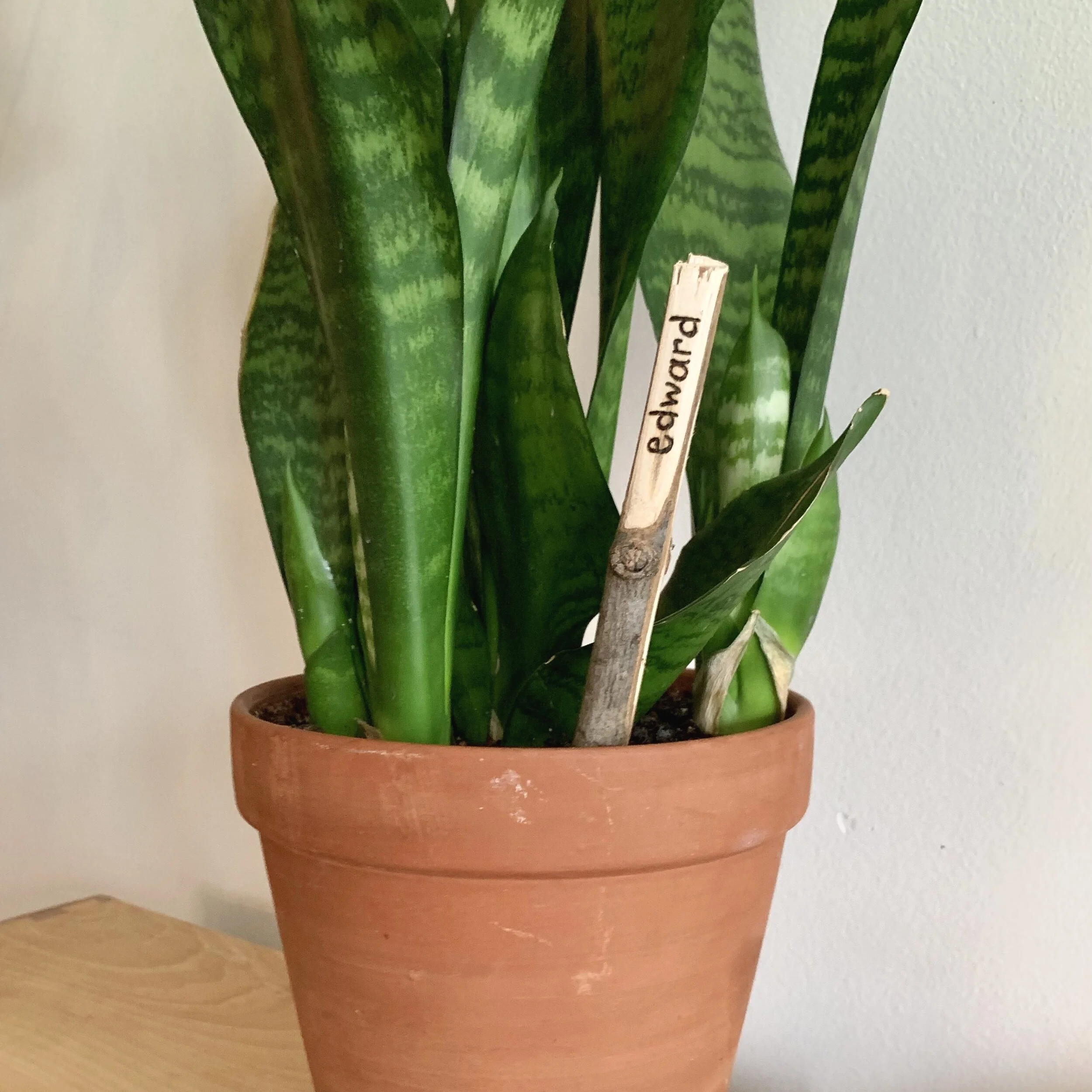 Plant Markers for Gardens