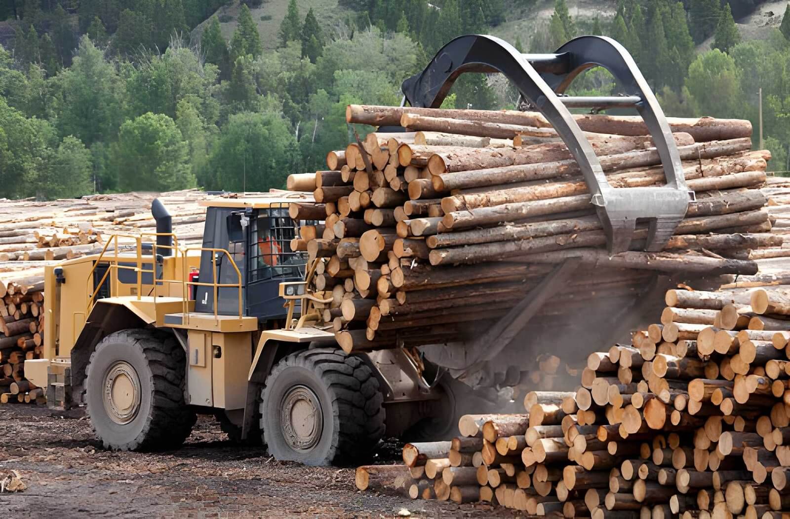 Softwood vs. Hardwood