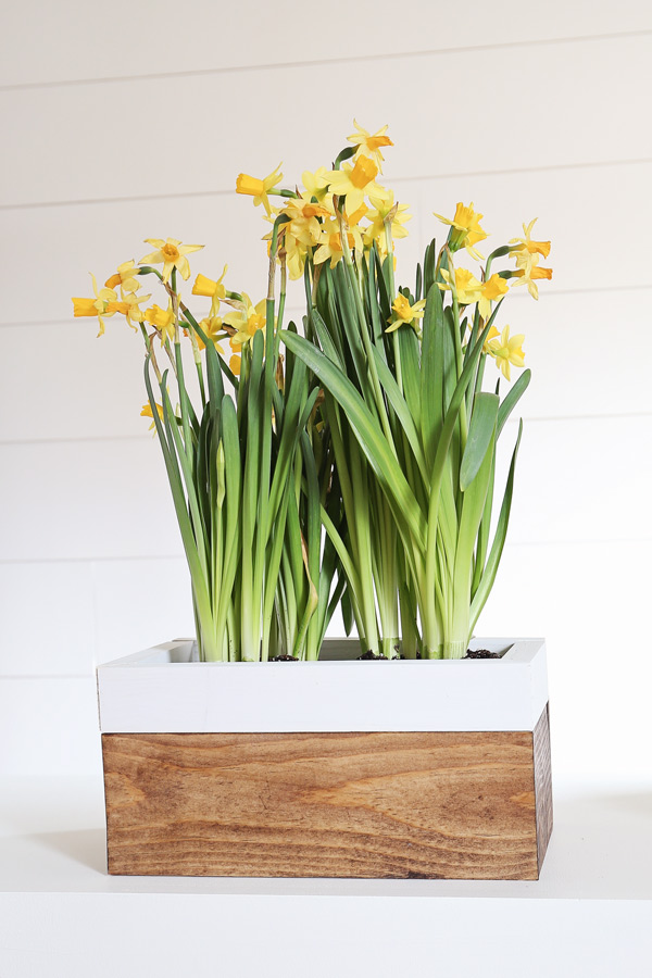 Spring Flower Planter Box