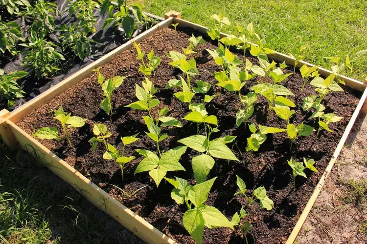 Raised Garden Bed