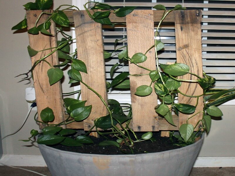 The Pallet Trellis