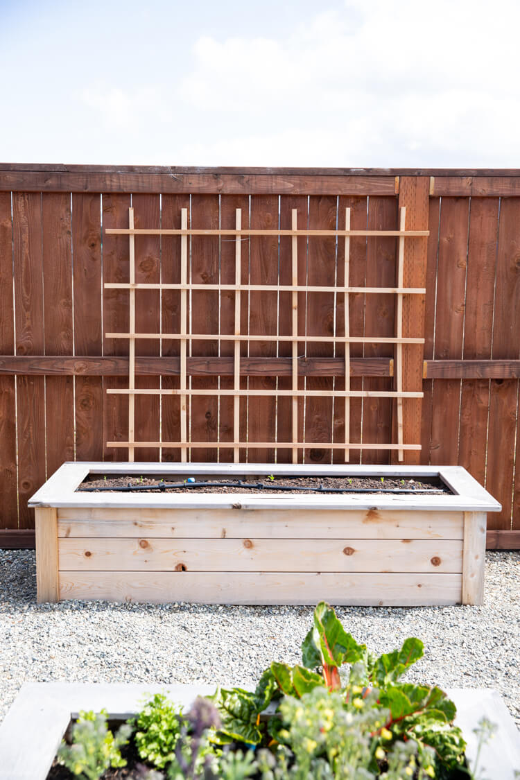 Ladder Trellis