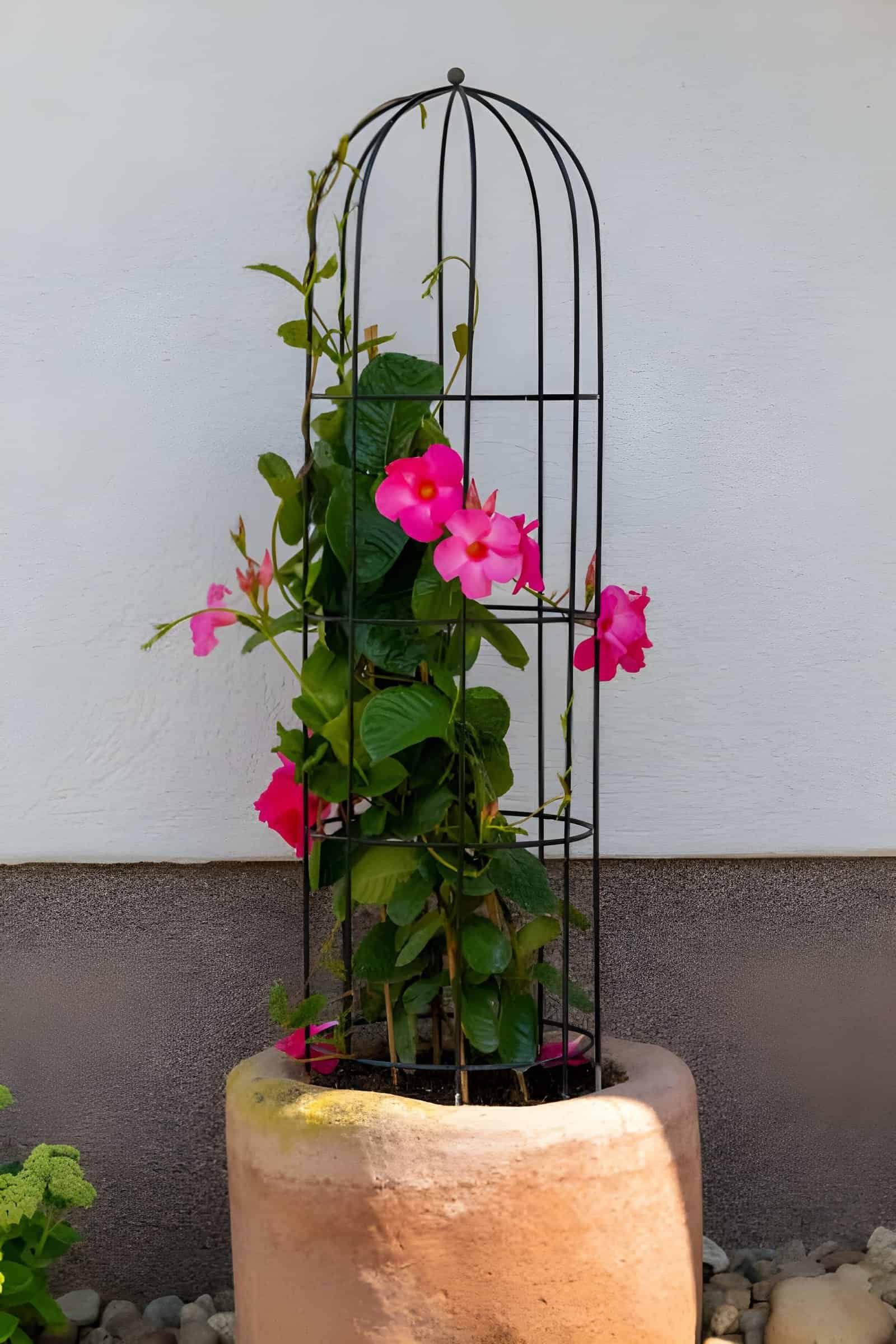 Garden Trellis