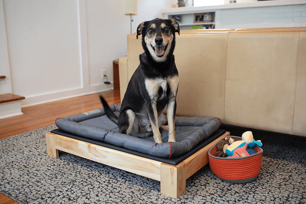 Elevated Dog Bed With a Fabric Sleeping Surface